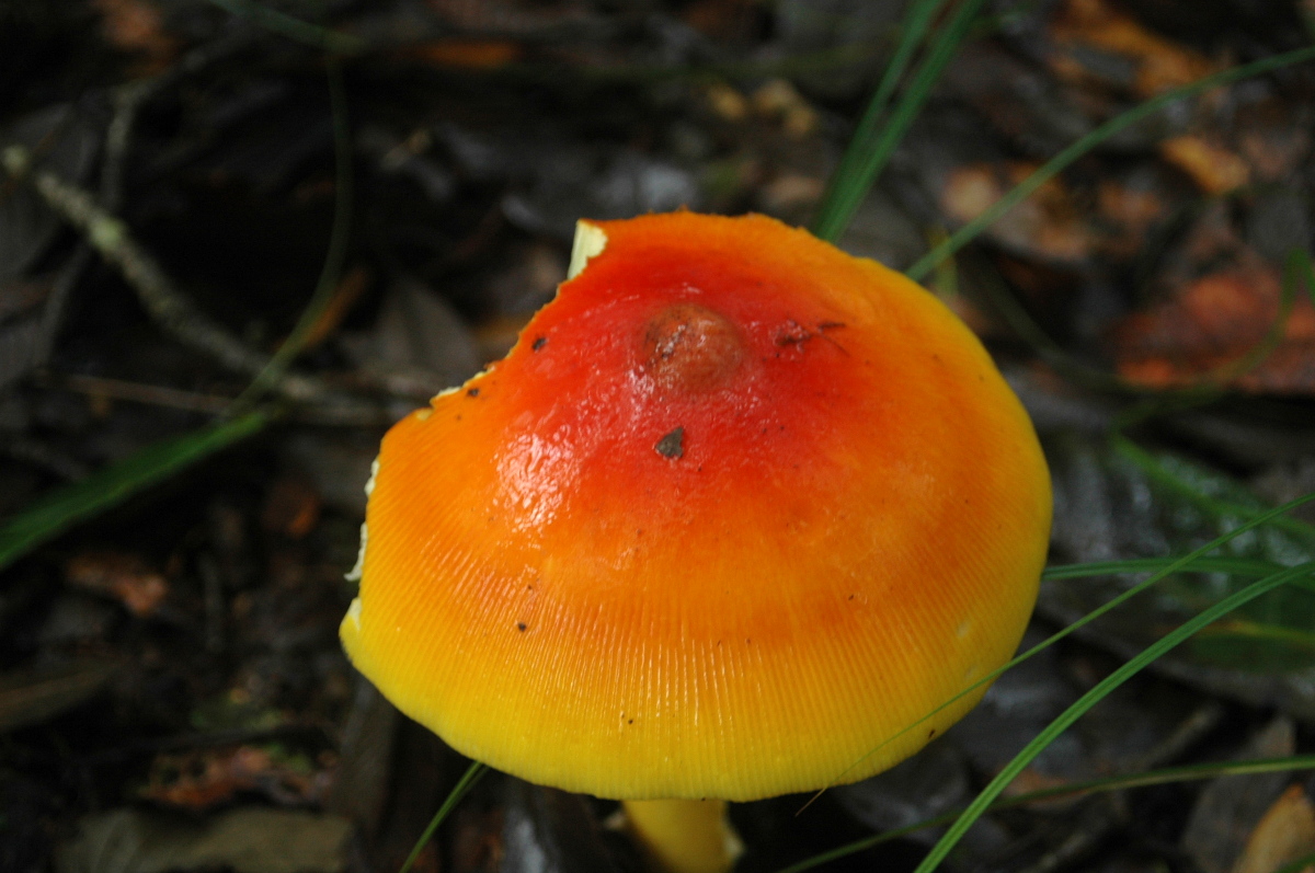 DSC_0075.JPG
