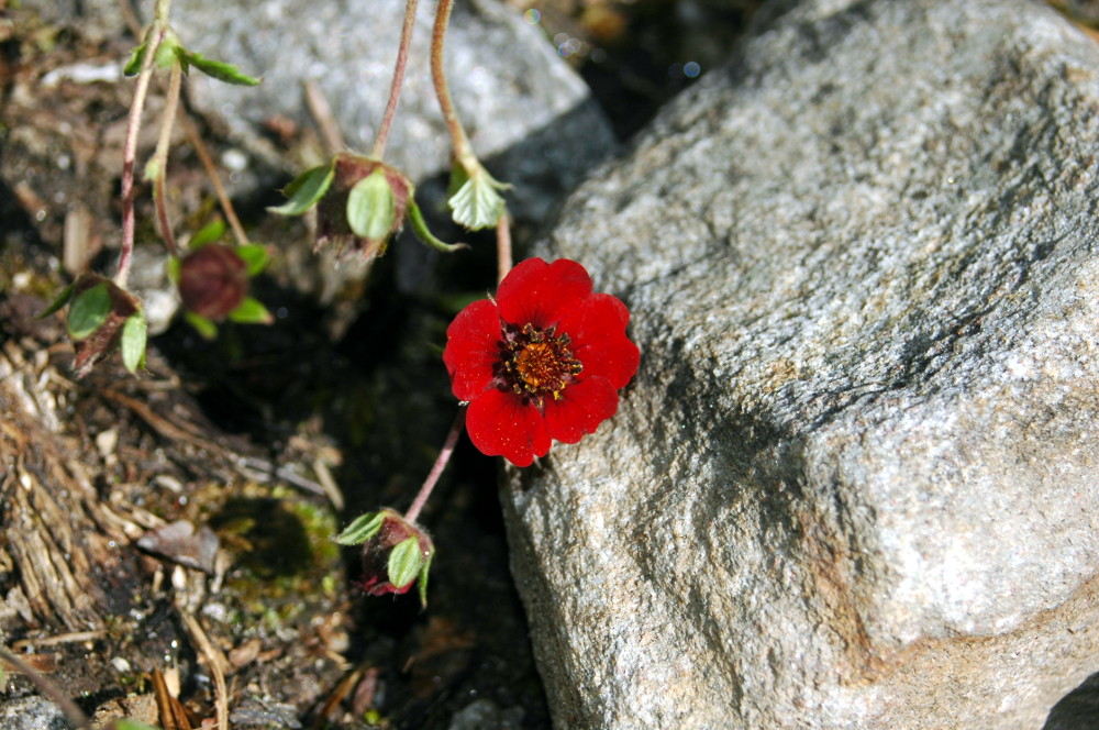DSC_0185.JPG