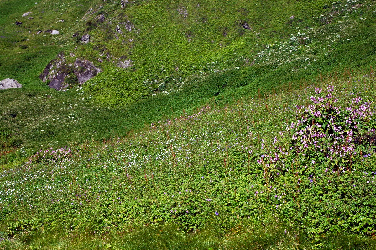 DSC_0194.JPG