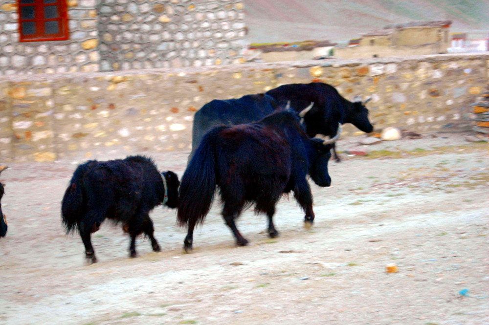 DSC_0273.JPG