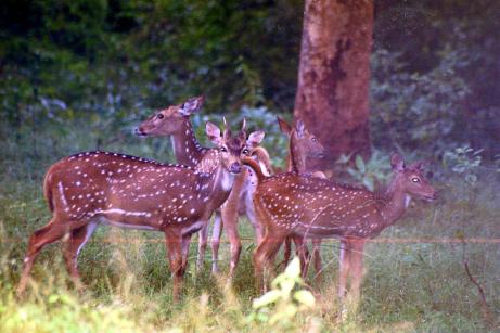 Spotted Deer