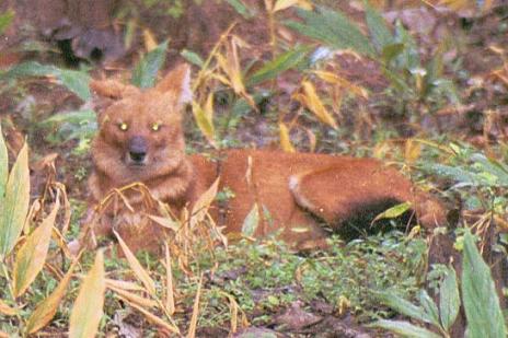 Wild Dog