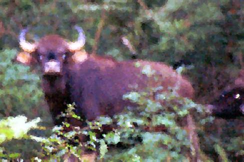 Bison