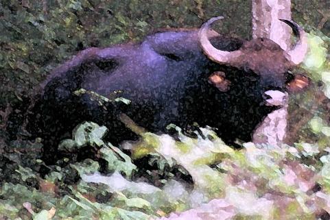 Another Bison