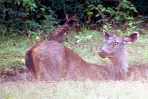 Sambar