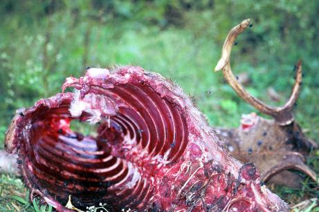 Carcass