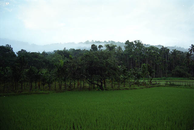 wf-13.jpg